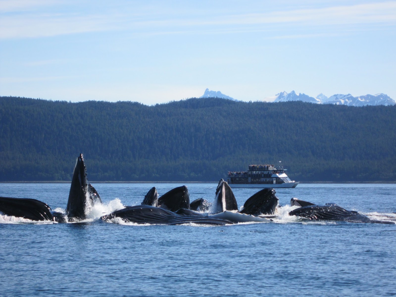 alaska whale juneau