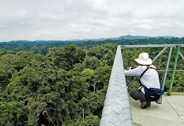 Amazon Observation Tower