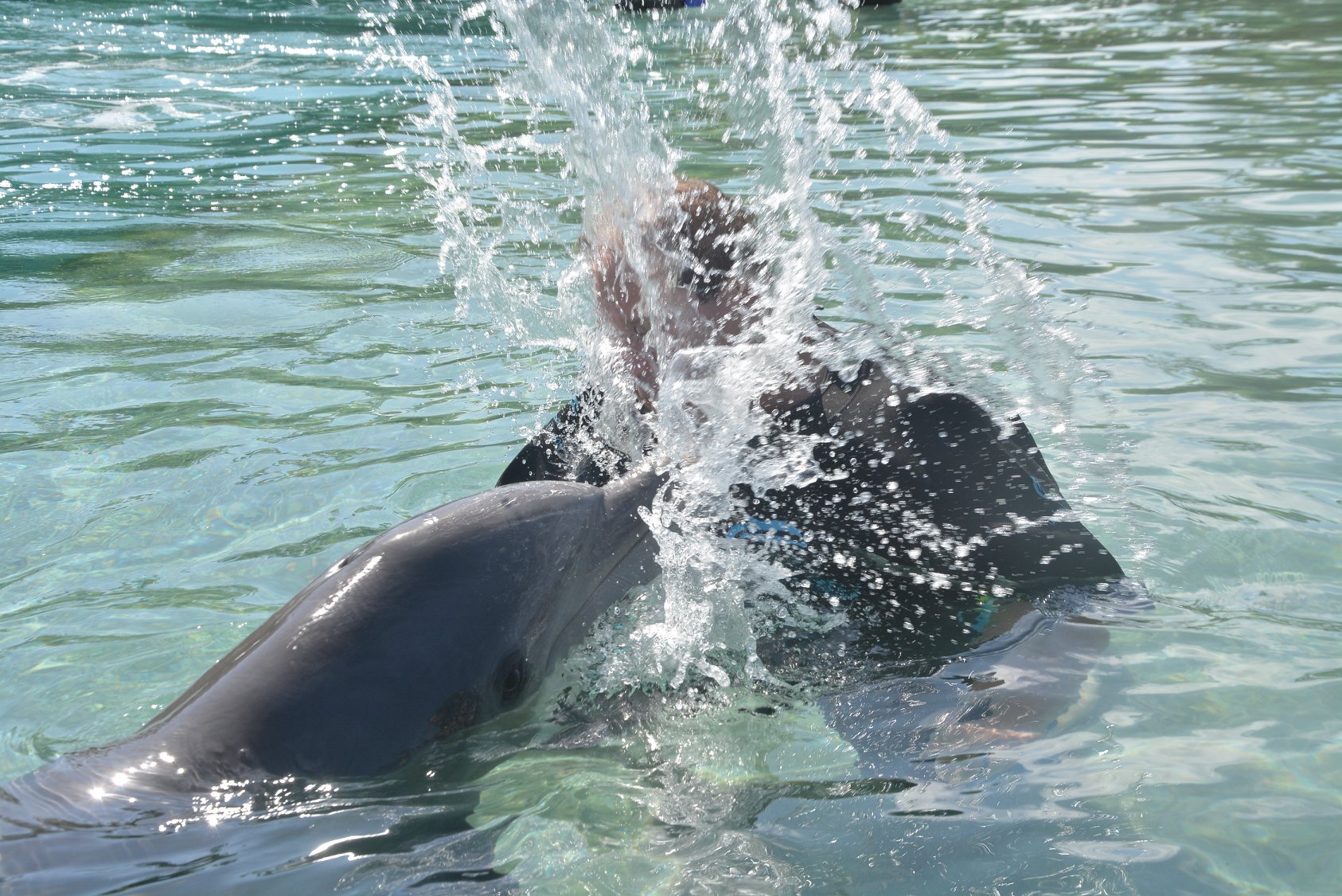 dolphin splash
