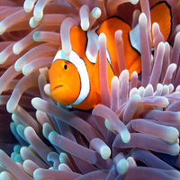 Australia Clownfish with Anemone