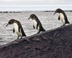 Galapagos Penguins Galapagos