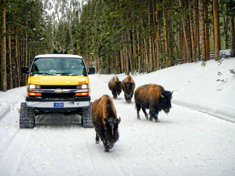 snowcoach tour bison