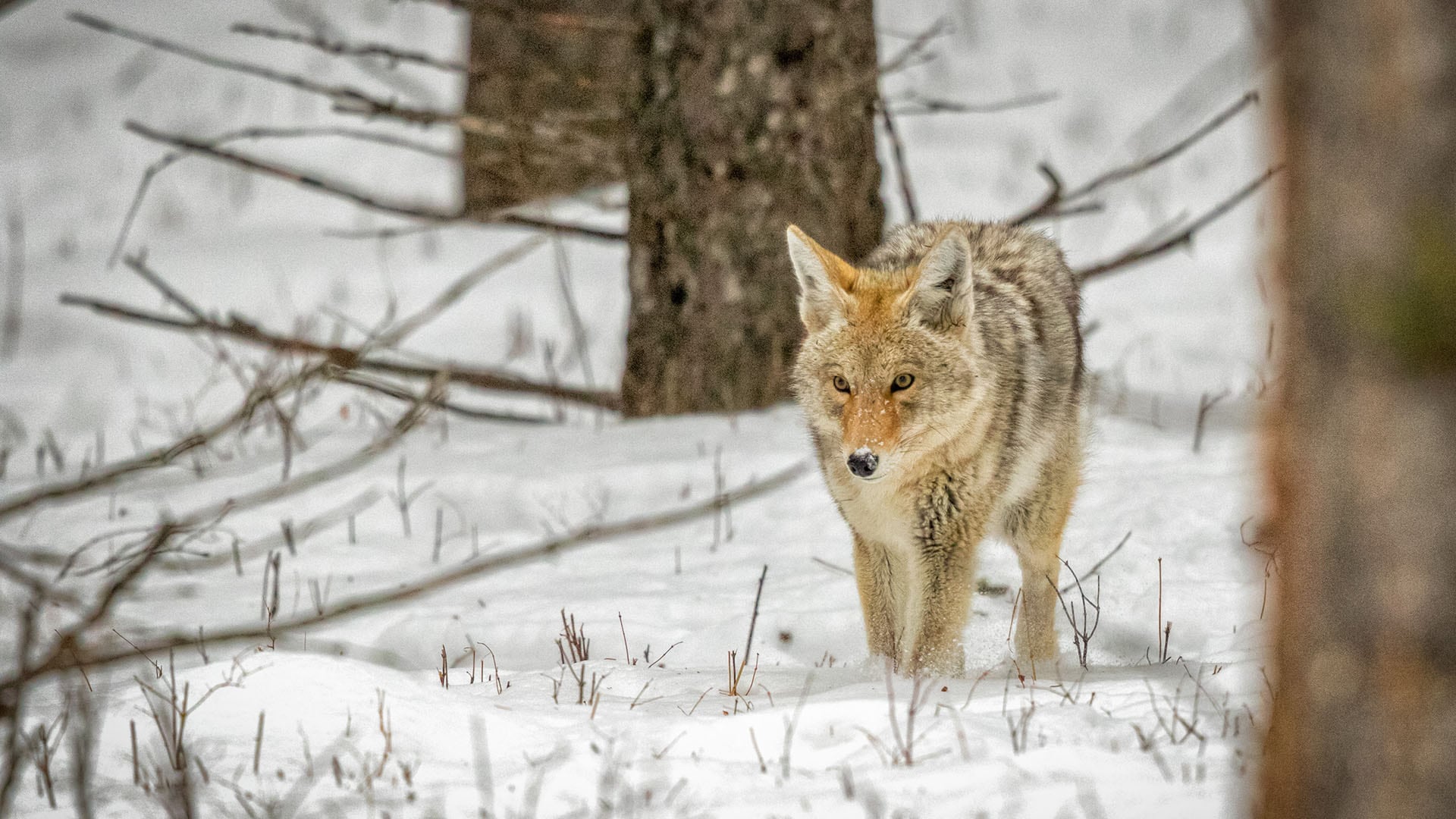 yellowstone national park wolf winter