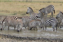 Kenya singles safari zebras
