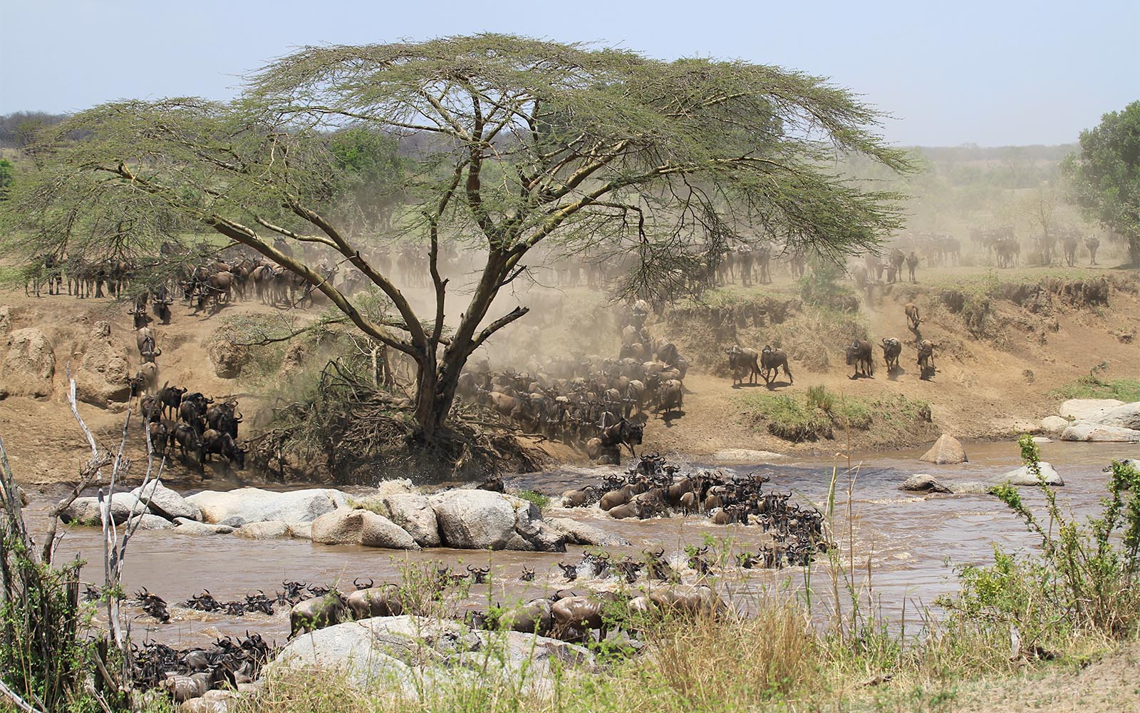 serengeti mara crossing
