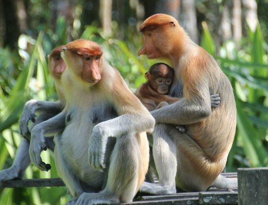 labuk bay proboscis monkey
