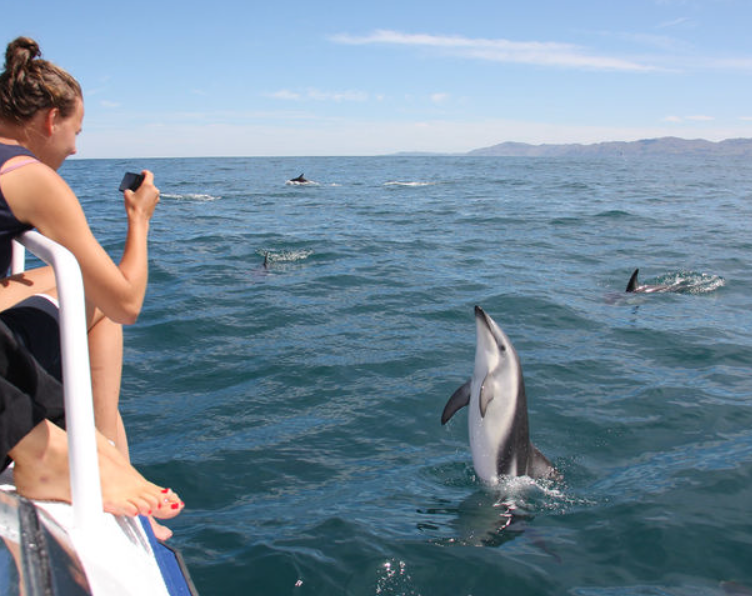 Picton dolphins