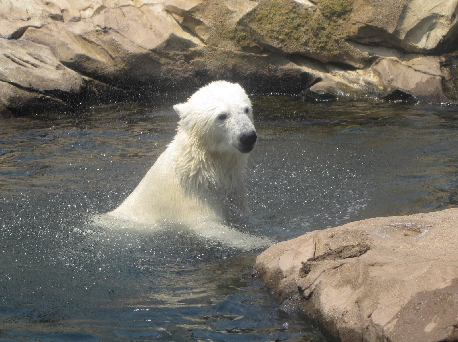Polar Bear zoo