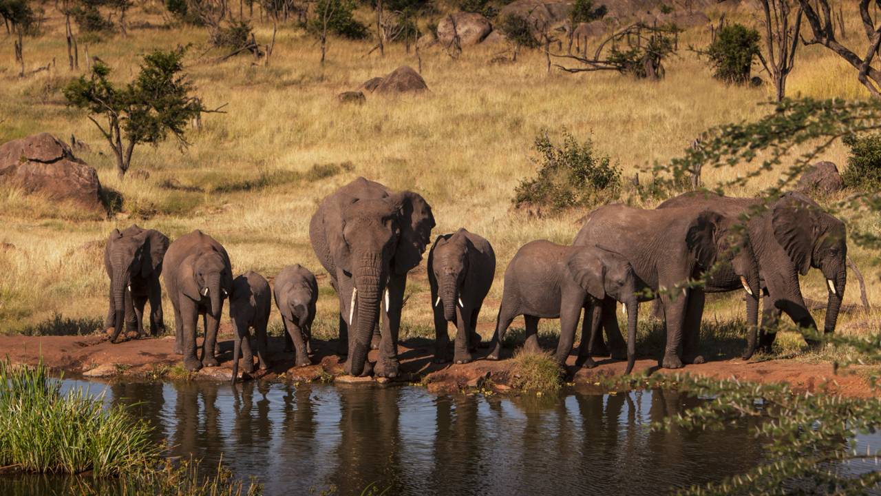 Elephants Serengeti 