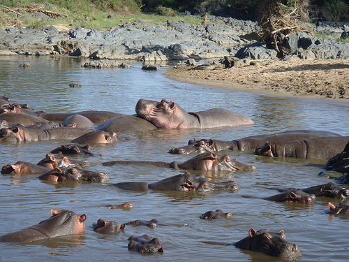 Hippos Lake Manyara