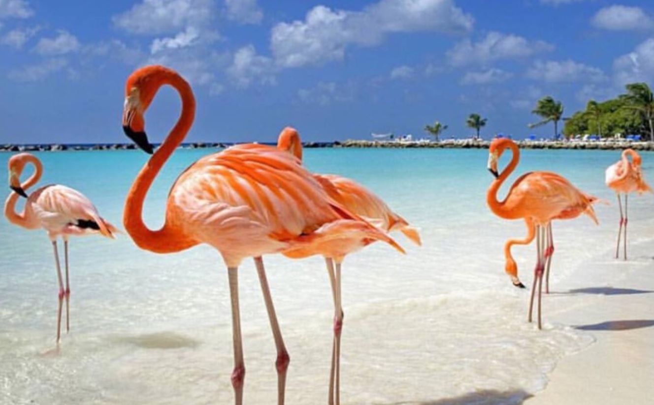 Flamingos Aruba