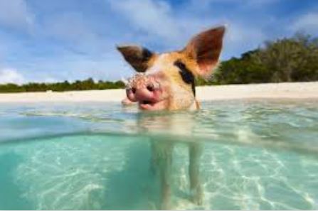 Swim Pigs
