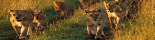 Kenya lions