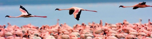 Lake Nakuru National Park