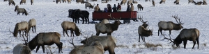 Yellowstone &amp; Grand Teton National Parks -slideshow3