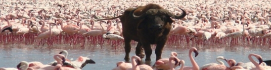 Kenya - Lake Nakuru