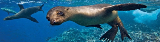 galapagos islands image3- slideshow