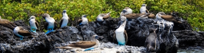 galapagos islands image1 - slideshow