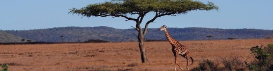 Kenya  giraffe