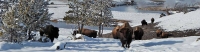 Yellowstone & Grand Teton National Parks -slideshow1